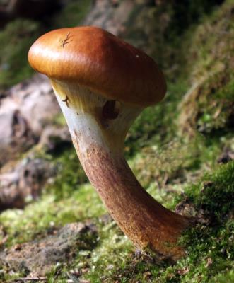 441 FUNGUS.JPG